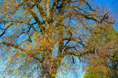 Maple Ormanı, Almanya 'nın Neuschwanstein Şatosu' nda sonbaharda yürüyüş yapar.