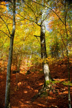 Maple Ormanı, Almanya 'nın Neuschwanstein Şatosu' nda sonbaharda yürüyüş yapar.