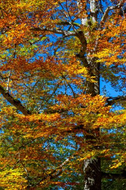 Maple Ormanı, Almanya 'nın Neuschwanstein Şatosu' nda sonbaharda yürüyüş yapar.