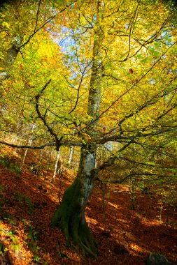 Maple Ormanı, Almanya 'nın Neuschwanstein Şatosu' nda sonbaharda yürüyüş yapar.