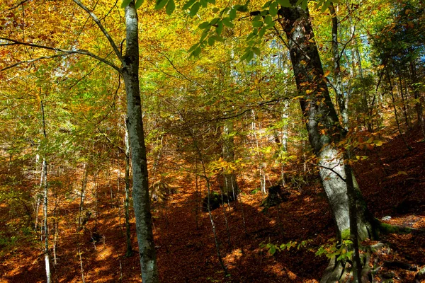 Esdoorn Boswandeling Herfst Kasteel Neuschwanstein Duitsland — Stockfoto