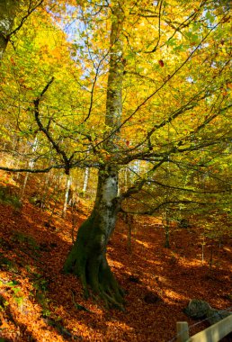 Maple Ormanı, Almanya 'nın Neuschwanstein Şatosu' nda sonbaharda yürüyüş yapar.