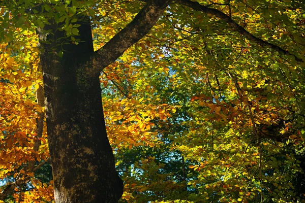 Maple forest forest walk in autumn in Neuschwanstein Castle, Germany