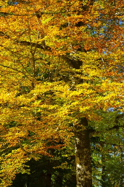 Maple forest forest walk in autumn in Neuschwanstein Castle, Germany