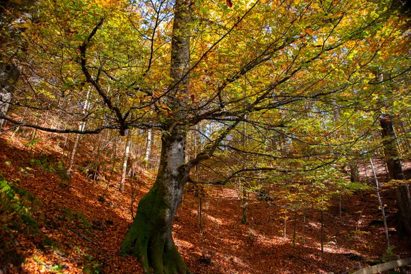 Maple Forest Forest Walk Autumn Neuschwanstein Castle Germany — Stock Photo, Image