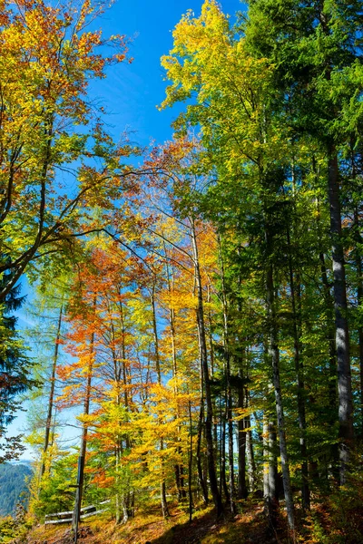 Maple forest forest walk in autumn in Neuschwanstein Castle, Germany