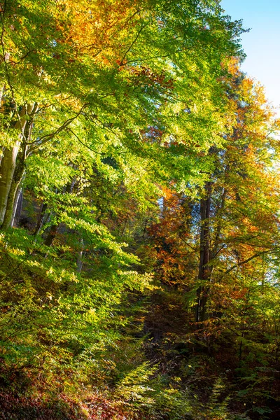 Caminhada Floresta Bordo Outono Castelo Neuschwanstein Alemanha — Fotografia de Stock