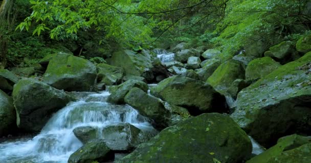Smaragdgrünen Tal Fließt Ein Kühler Und Klarer Bach — Stockvideo