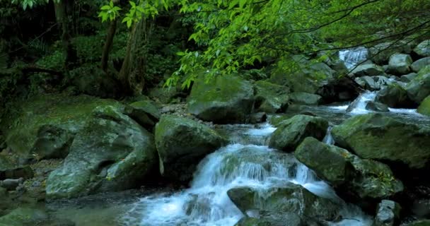 翡翠山谷中流淌着清凉清澈的溪流 — 图库视频影像