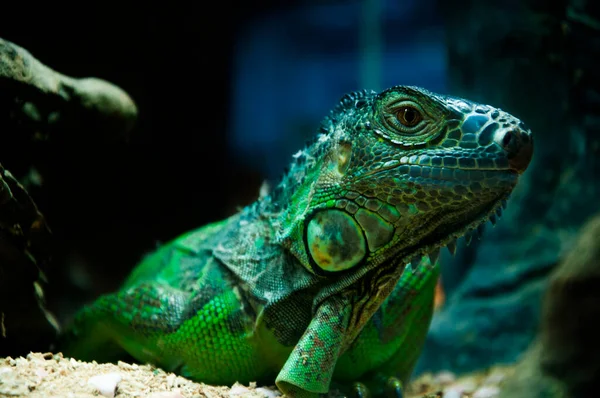 Lagarto Herbívoro Grande Réptil Iguana Americana — Fotografia de Stock