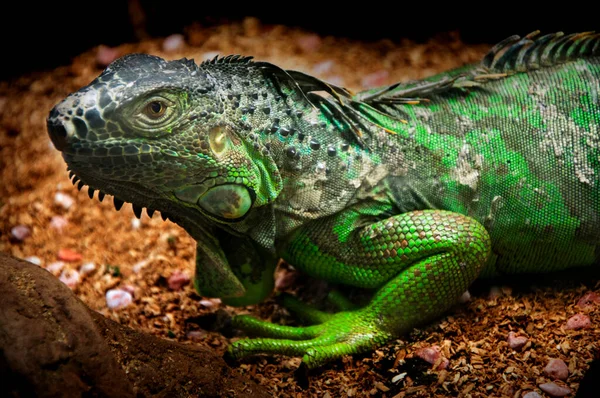 Lagarto Herbívoro Grande Réptil Iguana Americana — Fotografia de Stock