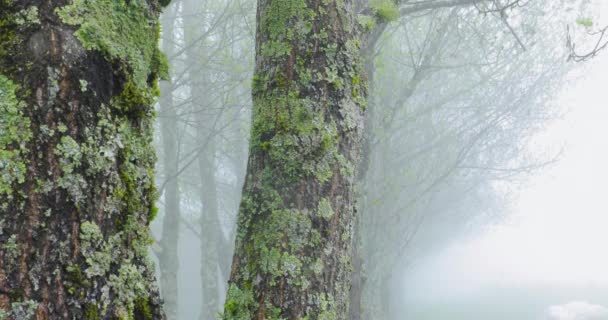 Soğuk Kışta Sabah Sisinde Kavak Ormanı — Stok video