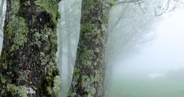 寒冷冬季晨雾中的杨树林 — 图库视频影像