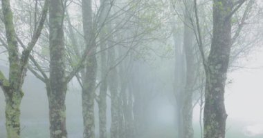 Soğuk kışta sabah sisinde kavak ormanı