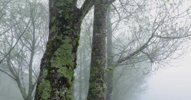 Soğuk Kışta Sabah Sisinde Kavak Ormanı — Stok video