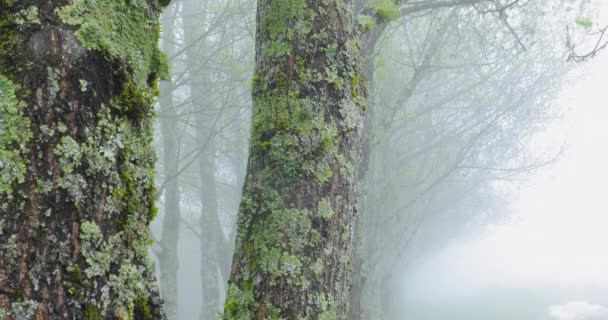 寒い冬の朝の霧の中でポプラの森 — ストック動画