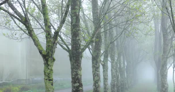 Поплавковий Ліс Ранковий Туман Холодної Зими — стокове відео