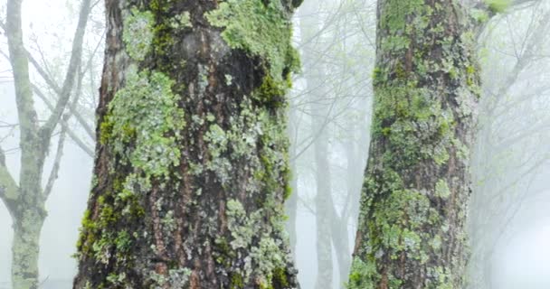 寒い冬の朝の霧の中でポプラの森 — ストック動画
