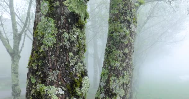 寒冷冬季晨雾中的杨树林 — 图库视频影像
