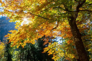 Sonbahar güneşi, akçaağaç ormanının tepelerinde parlıyor.