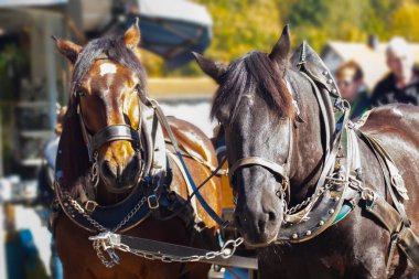 Almanya 'daki Neuschwanstein Kalesi' nin sık ve basit gezici arabası.