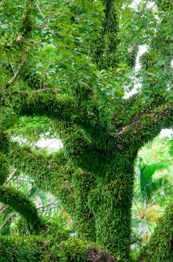Taipei, Tayvan 'daki Shihlin Konağı Chiang Kai-shek' in resmi ikametgahıdır.