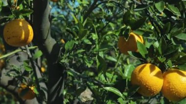 Orange tree orchard full of yellow and orange mandarins in sunlight