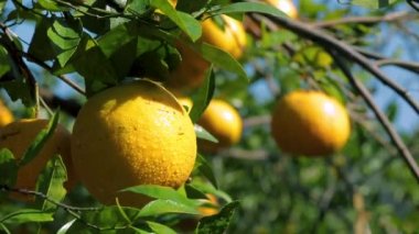 Orange tree orchard full of yellow and orange mandarins in sunlight