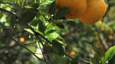 Orange tree orchard full of yellow and orange mandarins in sunlight
