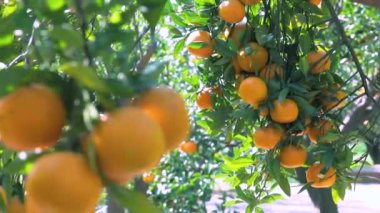 Orange tree orchard full of yellow and orange mandarins in sunlight