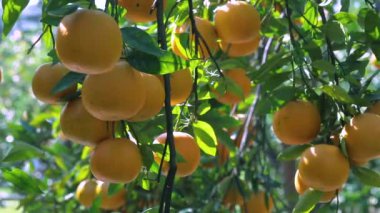Orange tree orchard full of yellow and orange mandarins in sunlight