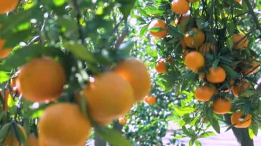Orange tree orchard full of yellow and orange mandarins in sunlight