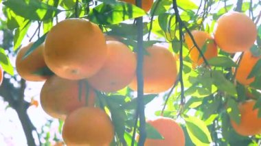 Orange tree orchard full of yellow and orange mandarins in sunlight