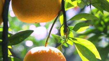Orange tree orchard full of yellow and orange mandarins in sunlight