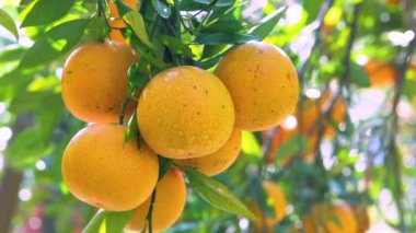 Orange tree orchard full of yellow and orange mandarins in sunlight