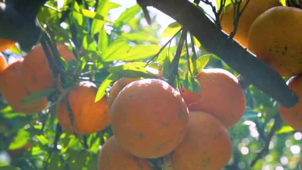 Orange Tree Orchard Full Yellow Orange Mandarins Sunlight — Vídeo de stock