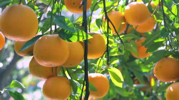 Orange Tree Orchard Full Yellow Orange Mandarins Sunlight — Videoclip de stoc