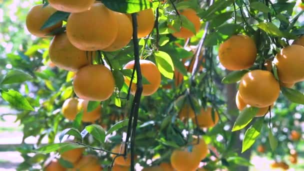 阳光下的橙树果园 长满了黄色和橙色的曼达林 — 图库视频影像