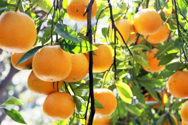 Orange tree orchard full of yellow and orange mandarins in sunlight