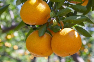 Orange tree orchard full of yellow and orange mandarins in sunlight