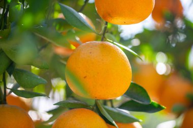 Orange tree orchard full of yellow and orange mandarins in sunlight