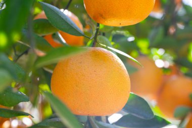 Orange tree orchard full of yellow and orange mandarins in sunlight