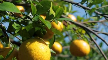 Orange tree orchard full of yellow and orange mandarins in sunlight