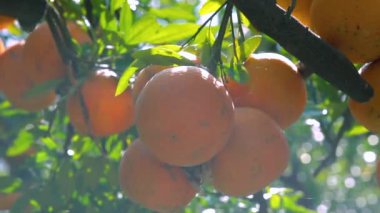 Orange tree orchard full of yellow and orange mandarins in sunlight