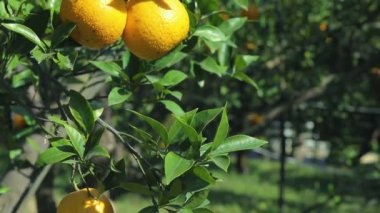 Orange tree orchard full of yellow and orange mandarins in sunlight