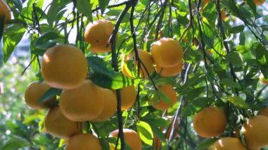 Orange tree orchard full of yellow and orange mandarins in sunlight