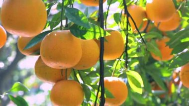 Orange tree orchard full of yellow and orange mandarins in sunlight