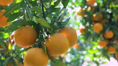 Orange tree orchard full of yellow and orange mandarins in sunlight