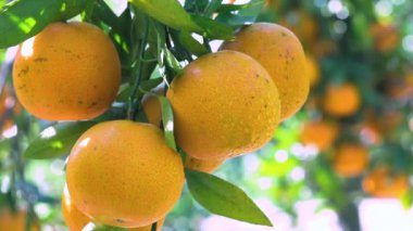 Orange tree orchard full of yellow and orange mandarins in sunlight