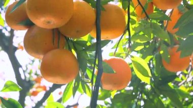 Orange tree orchard full of yellow and orange mandarins in sunlight